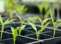 Plantenwetenschapper ziet kansen in EU-regels voor genbewerking