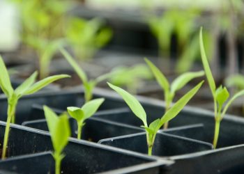 Plantenwetenschapper ziet kansen in EU-regels voor genbewerking