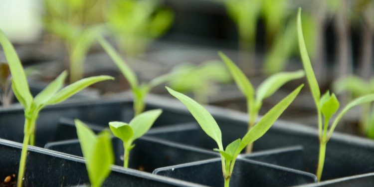 Plantenwetenschapper ziet kansen in EU-regels voor genbewerking