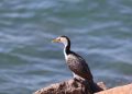 Eerste H5N1-golf treft nu Australische vogels