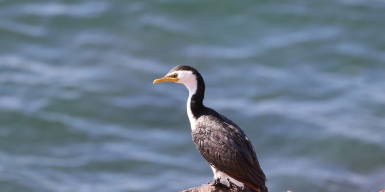 Eerste H5N1-golf treft nu Australische vogels