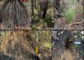 Plantenziekte remt graafwerk van quenda’s in West-Australië