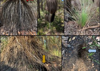 Plantenziekte remt graafwerk van quenda’s in West-Australië