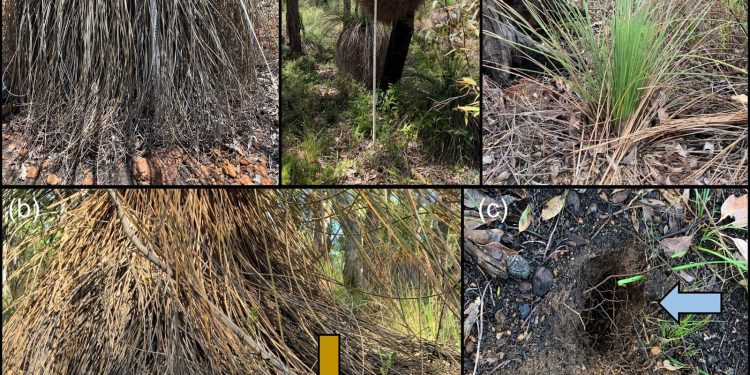 Plantenziekte remt graafwerk van quenda’s in West-Australië
